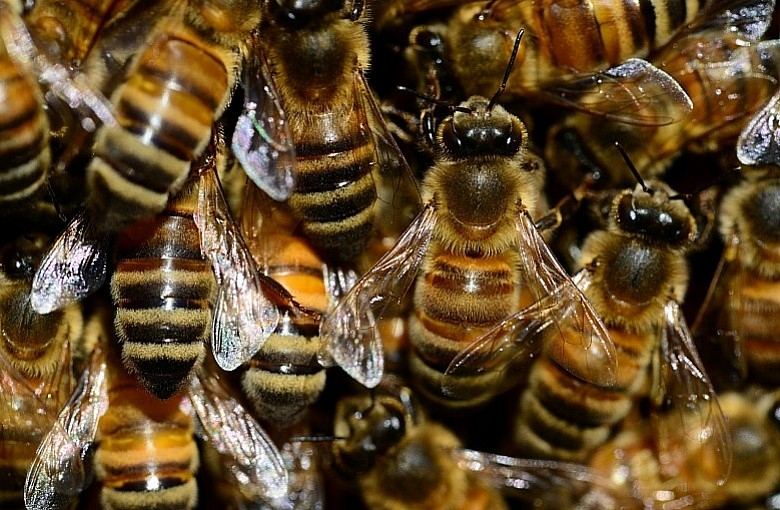 Koło Pszczelarzy Międzybrodzie - Czernichów